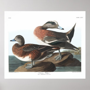 Vintag American Widgeon Audubon Poster