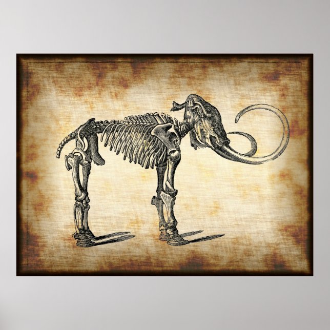 Vintag anatomisches Mammoth Dinosaurier Knochen Poster (Vorne)