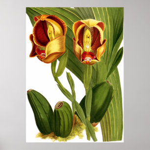 Vintag Anguloa Ruckerii Orchid Blume Poster
