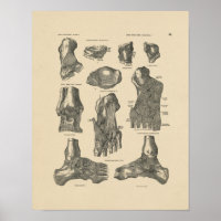 Vintag Ankle Joint Anatomy 1880 Print