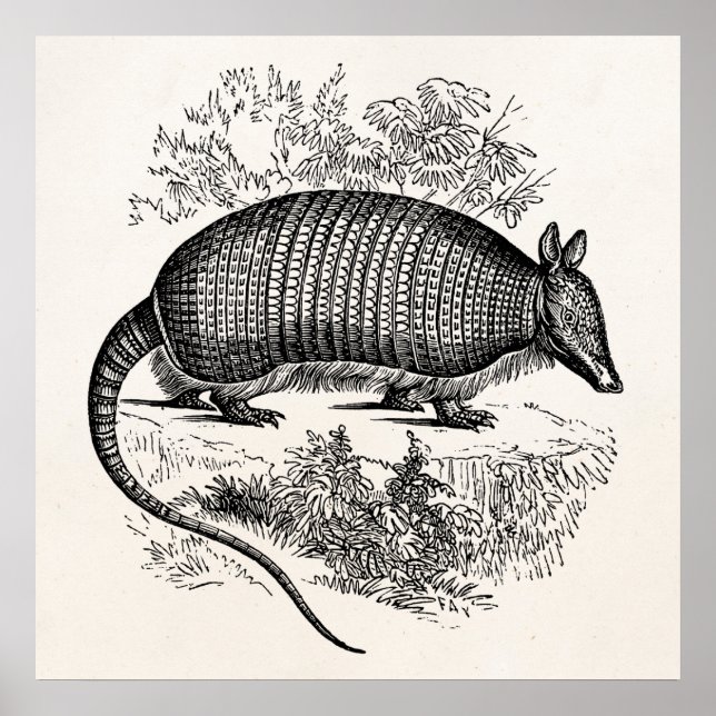 Vintag Armadillo Retro Armadillos Illustration Poster (Vorne)