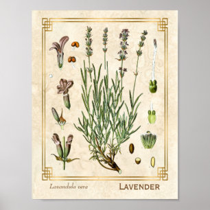 Vintag Art Herbal Lavender Blume Botanische Poster