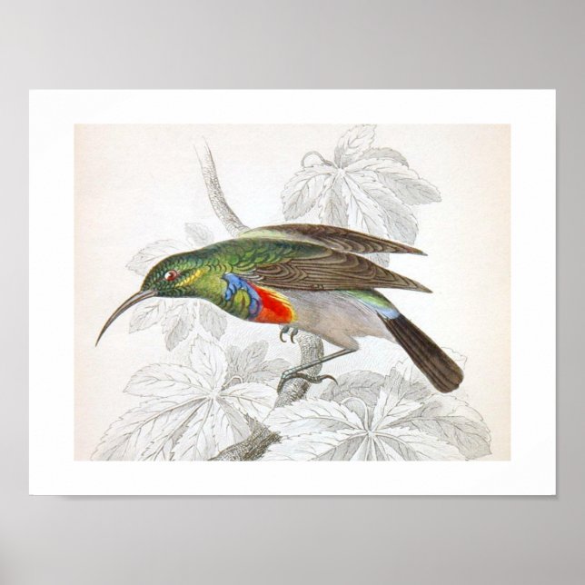 Vintag Art Humming Bird Poster (Vorne)