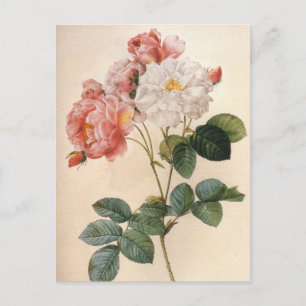 Vintag Art Pink Rose Blume Postkarte