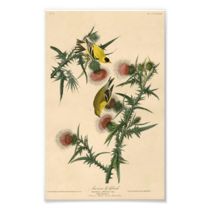 Vintag Audubon American Goldfinch Fotodruck