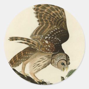 Vintag Audubon Barred Owl Junting Bird Gift Runder Aufkleber