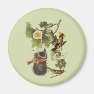 Vintag Audubon Birds Troupial Oriole Magnet