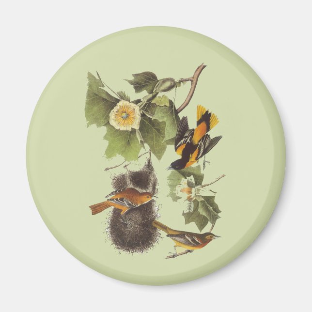 Vintag Audubon Birds Troupial Oriole Magnet (Vorne)