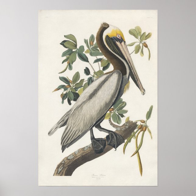 Vintag Audubon Brown Pelican Poster Art (Vorne)