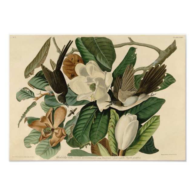 Vintag Audubon Illustration Black Billed Cuckoo Fotodruck (Vorne)