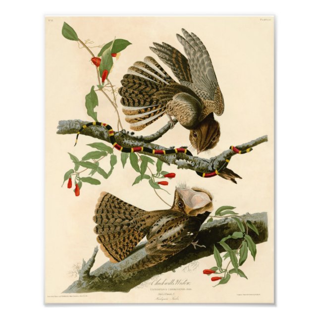 Vintag Audubon Illustration Chuck Wills Widow Fotodruck (Vorne)