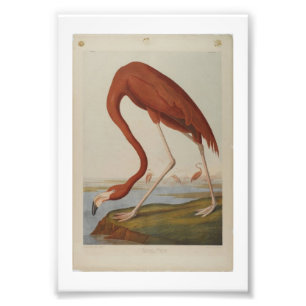 Vintag Audubon Illustration Flamingo Fotodruck