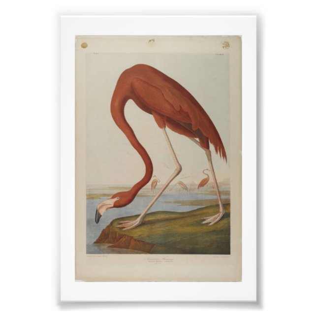 Vintag Audubon Illustration Flamingo Fotodruck (Vorne)