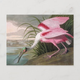 Vintag Audubon Illustration Spoonbill Bird Postkarte