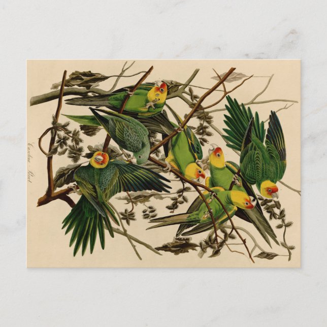 Vintag Audubon Parrot Postkarte (Vorderseite)