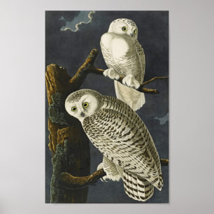 Vintag Audubon Snowy Owl Poster Print