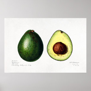 Vintag Avocado Naturalist Illustration Poster