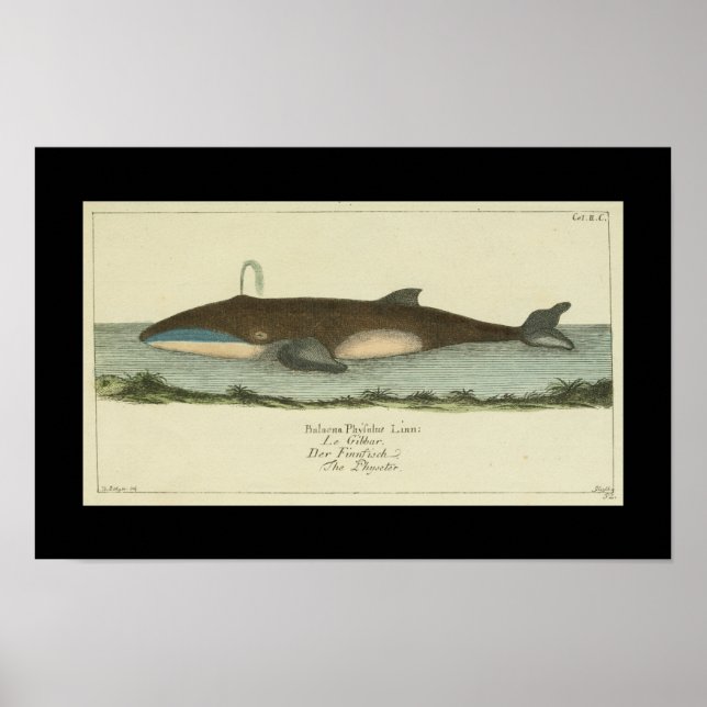 Vintag Balaena Physalis Whale Print Poster (Vorne)