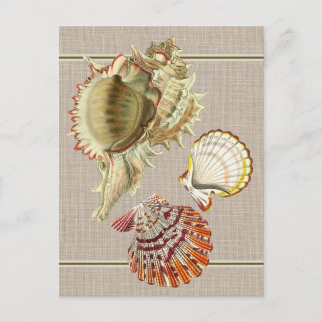 Vintag Beach Seashells Postcard Postkarte (Vorderseite)