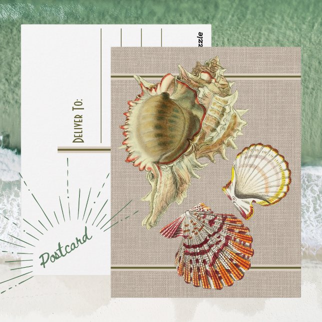 Vintag Beach Seashells Postcard Postkarte (Vintage Beach Seashell Postcard)