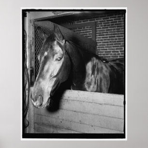 Vintag Billy das Pferd Poster