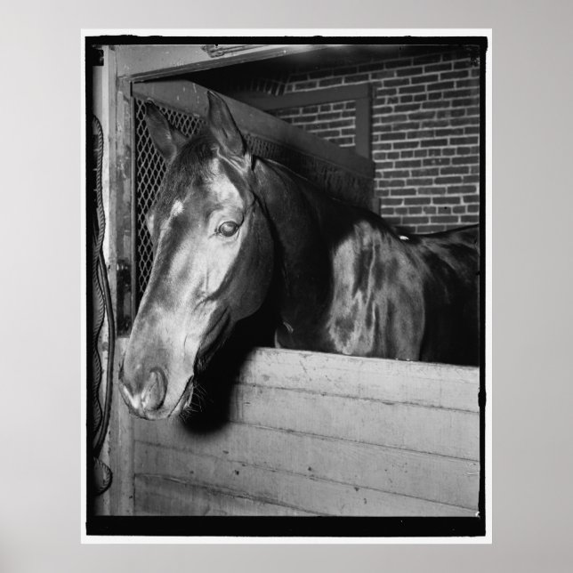 Vintag Billy das Pferd Poster (Vorne)