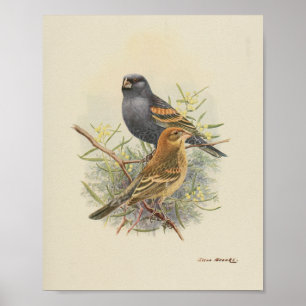 Vintag Bird Black Brown Print Poster
