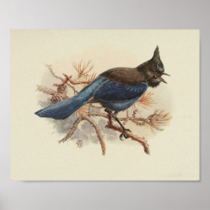 Vintag Bird Blue Black Poster