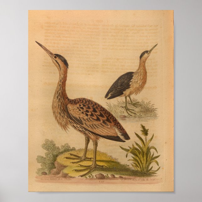 Vintag Bird Brown Featherprint Poster (Vorne)