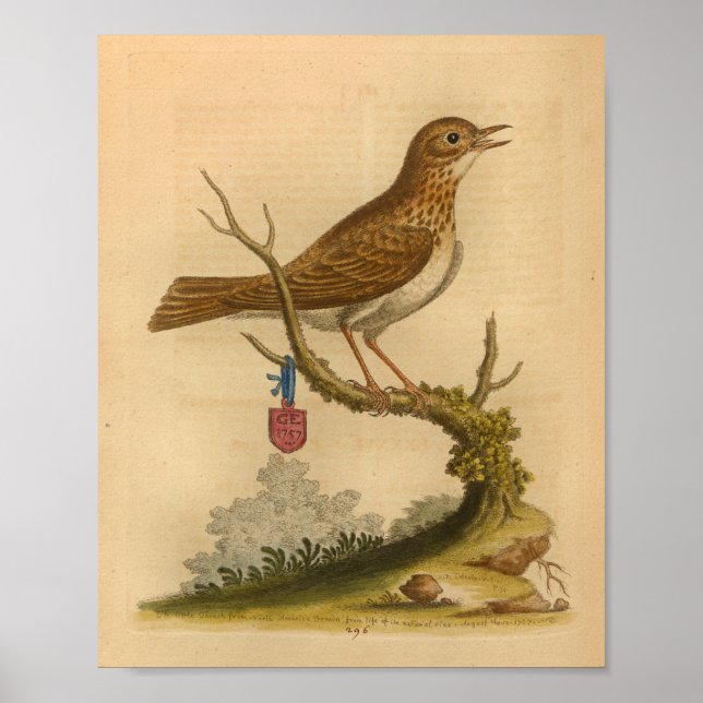 Vintag Bird Brown-Schriftzüge Poster (Vorne)