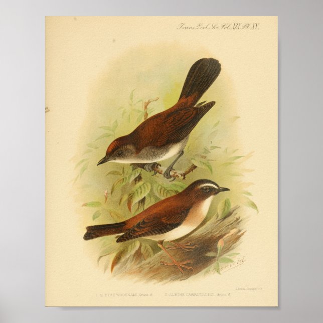 Vintag Bird Brown White Print Poster (Vorne)