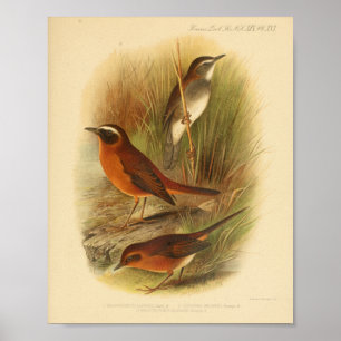 Vintag Bird Brown White Print Poster