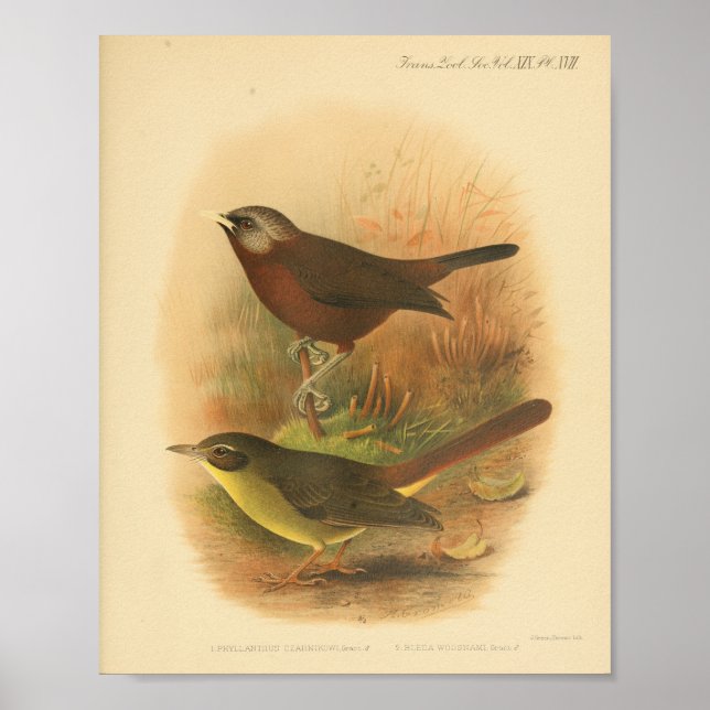 Vintag Bird Brown Yellow Print Poster (Vorne)