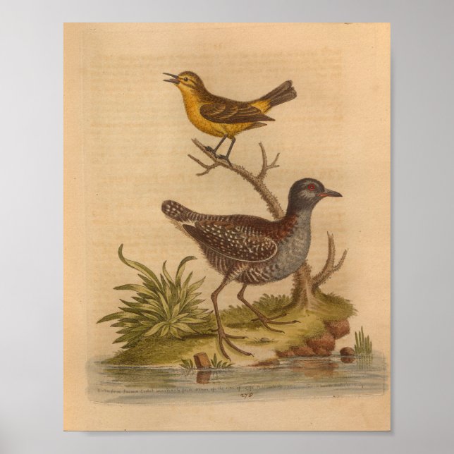 Vintag Bird Brown Yellow Print Poster (Vorne)