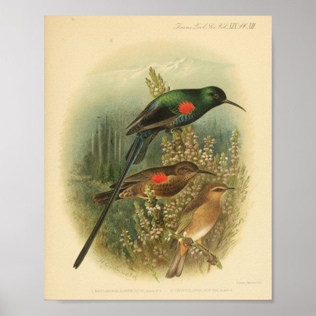 Vintag Bird Red Green Brown Print Poster (Vorne)