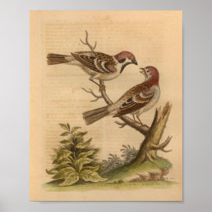 Vintag Bird-Speckling Poster