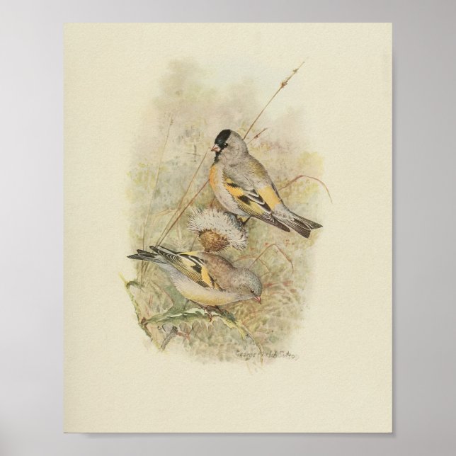 Vintag-Bird-Yellow-Black-Brown-Print Poster (Vorne)