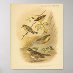 Vintag Bird Yellow Brown Print Poster