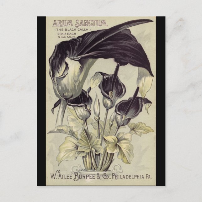 Vintag Black Calla Lilies Postkarte (Vorderseite)