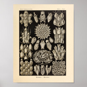 Vintag Black Ernst Haeckel Ocean Life Print Poster