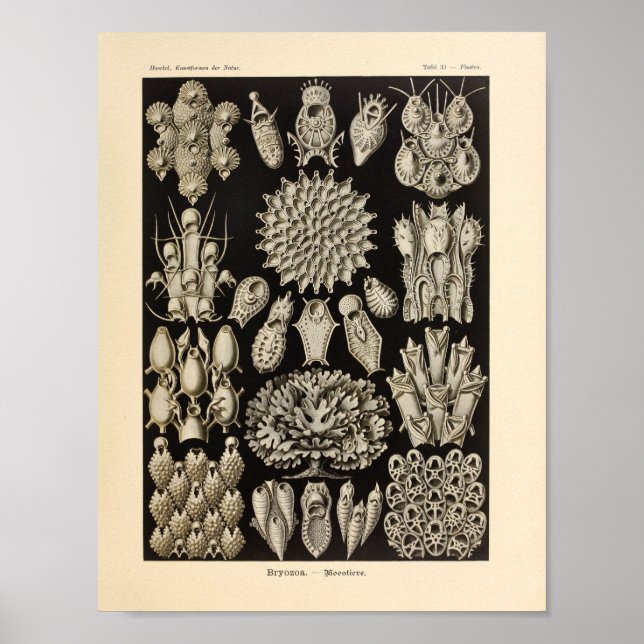 Vintag Black Ernst Haeckel Ocean Life Print Poster (Vorne)