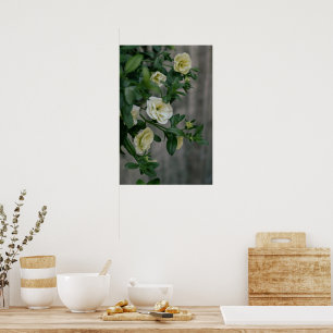 Vintag Blassgelbe Petunias Poster