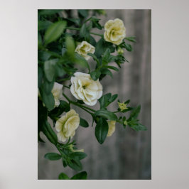 Vintag Blassgelbe Petunias Poster