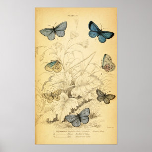Vintag Blue Butterfells Poster