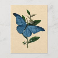 Vintag Blue Butterfly