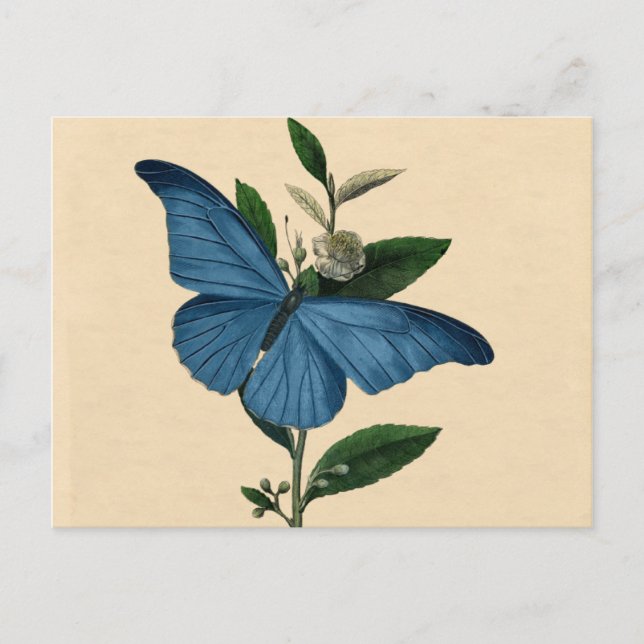 Vintag Blue Butterfly Postkarte (Vorderseite)