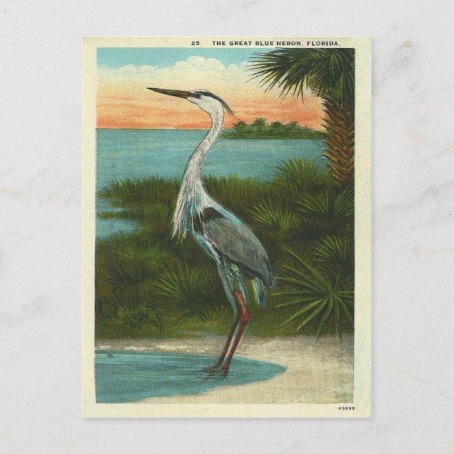 Vintag Blue Heron Florida Postkarte (Vorderseite)