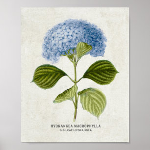 Vintag Blue Hydrangea Botanical Poster