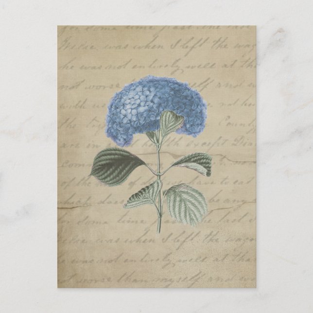 Vintag Blue Hydrangea mit antiker Kalligrafie Postkarte (Vorderseite)