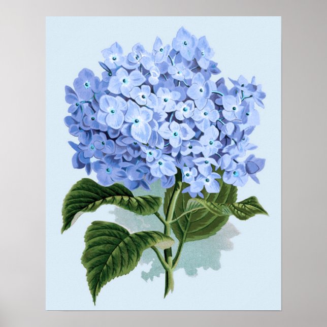 Vintag Blue Hydrangea Poster (Vorne)